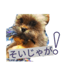 フロドNo.1（個別スタンプ：12）