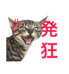 表情豊かな猫たちの日常2（個別スタンプ：7）