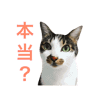 表情豊かな猫たちの日常2（個別スタンプ：8）