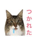 表情豊かな猫たちの日常2（個別スタンプ：9）