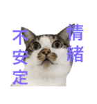 表情豊かな猫たちの日常2（個別スタンプ：13）