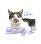 表情豊かな猫たちの日常2（個別スタンプ：17）