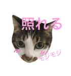 表情豊かな猫たちの日常2（個別スタンプ：28）