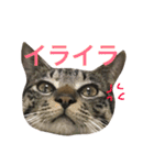 表情豊かな猫たちの日常2（個別スタンプ：34）