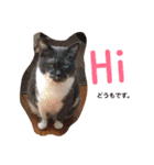 だいすき動物たちとの日々（個別スタンプ：1）