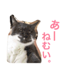 だいすき動物たちとの日々（個別スタンプ：3）