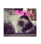 だいすき動物たちとの日々（個別スタンプ：6）