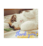 だいすき動物たちとの日々（個別スタンプ：8）