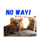 だいすき動物たちとの日々（個別スタンプ：12）
