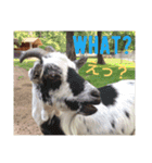 だいすき動物たちとの日々（個別スタンプ：15）