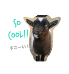 だいすき動物たちとの日々（個別スタンプ：20）