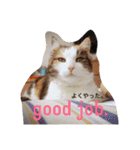だいすき動物たちとの日々（個別スタンプ：24）