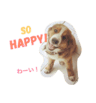 だいすき動物たちとの日々（個別スタンプ：29）