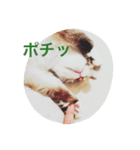 日々プク2（個別スタンプ：1）