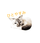 日々プク2（個別スタンプ：2）