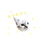 日々プク2（個別スタンプ：7）
