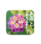 『花の癒し』妖精と（個別スタンプ：9）