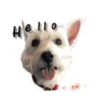 4LoveDogs（個別スタンプ：1）
