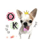 4LoveDogs（個別スタンプ：4）