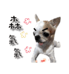 4LoveDogs（個別スタンプ：6）