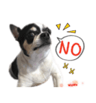 4LoveDogs（個別スタンプ：10）