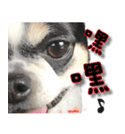 4LoveDogs（個別スタンプ：11）