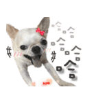 4LoveDogs（個別スタンプ：12）