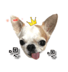 4LoveDogs（個別スタンプ：15）
