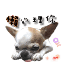 4LoveDogs（個別スタンプ：16）
