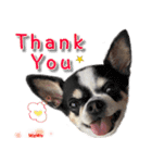 4LoveDogs（個別スタンプ：17）