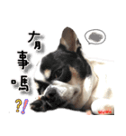 4LoveDogs（個別スタンプ：18）