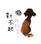 4LoveDogs（個別スタンプ：19）