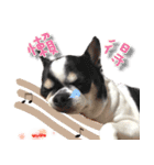 4LoveDogs（個別スタンプ：24）