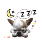 4LoveDogs（個別スタンプ：25）