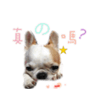 4LoveDogs（個別スタンプ：26）