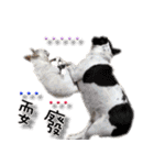 4LoveDogs（個別スタンプ：27）