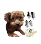 4LoveDogs（個別スタンプ：29）