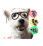 4LoveDogs（個別スタンプ：30）