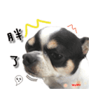 4LoveDogs（個別スタンプ：33）
