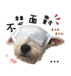 4LoveDogs（個別スタンプ：34）