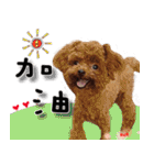 4LoveDogs（個別スタンプ：36）