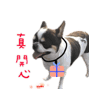 4LoveDogs（個別スタンプ：37）