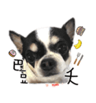 4LoveDogs（個別スタンプ：38）