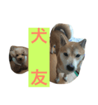 こっちむいて！はみー（個別スタンプ：3）