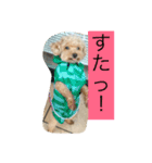 こっちむいて！はみー（個別スタンプ：8）