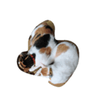 cat cat live（個別スタンプ：1）