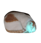 cat cat live（個別スタンプ：2）