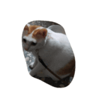 cat cat live（個別スタンプ：4）
