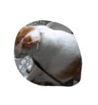 cat cat live（個別スタンプ：5）