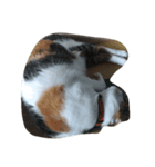 cat cat live（個別スタンプ：6）